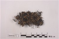 藏品(條袋梅衣)的圖片